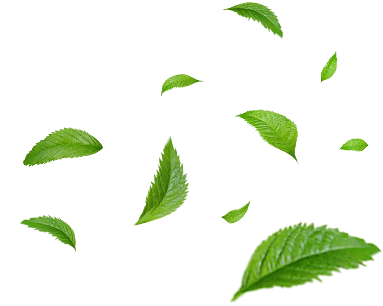 Textura de folhas verdes usada como fundo decorativo no site.